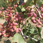 Pistachio Production and Export Process: From Orchard to Global Markets