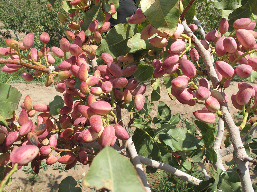 Pistachio Production and Export Process: From Orchard to Global Markets