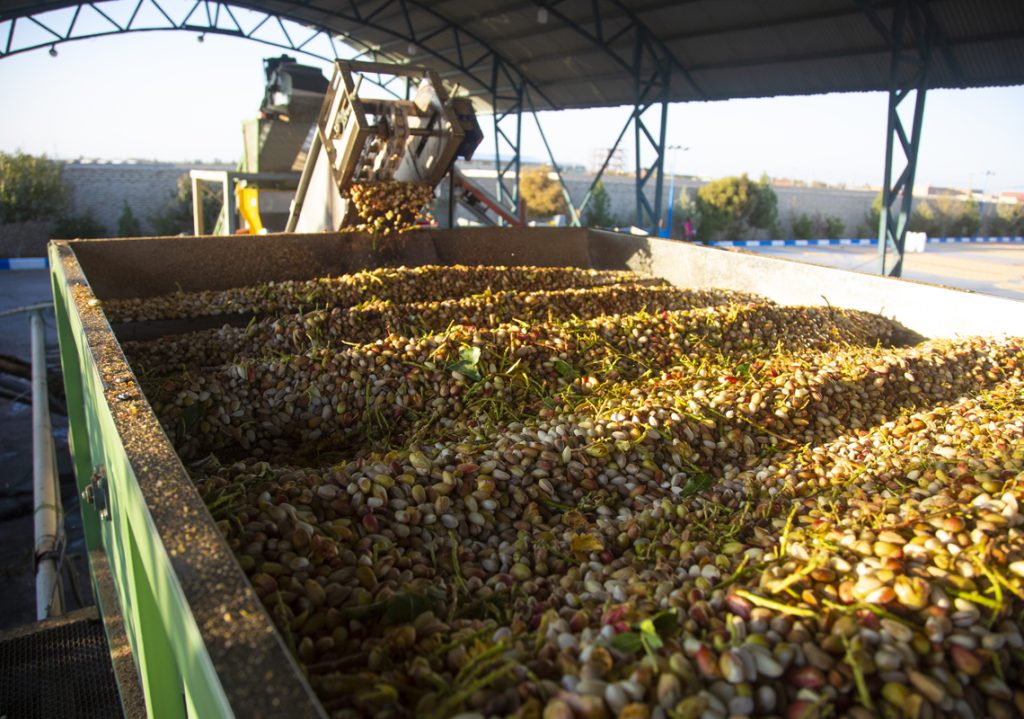 Iranian Pistachio: The Green Gold of Export