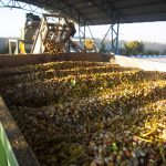 Iranian Pistachio: The Green Gold of Export